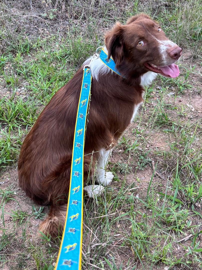 Preston Ribbons "Sea Turtle" Collar, Leash or Set