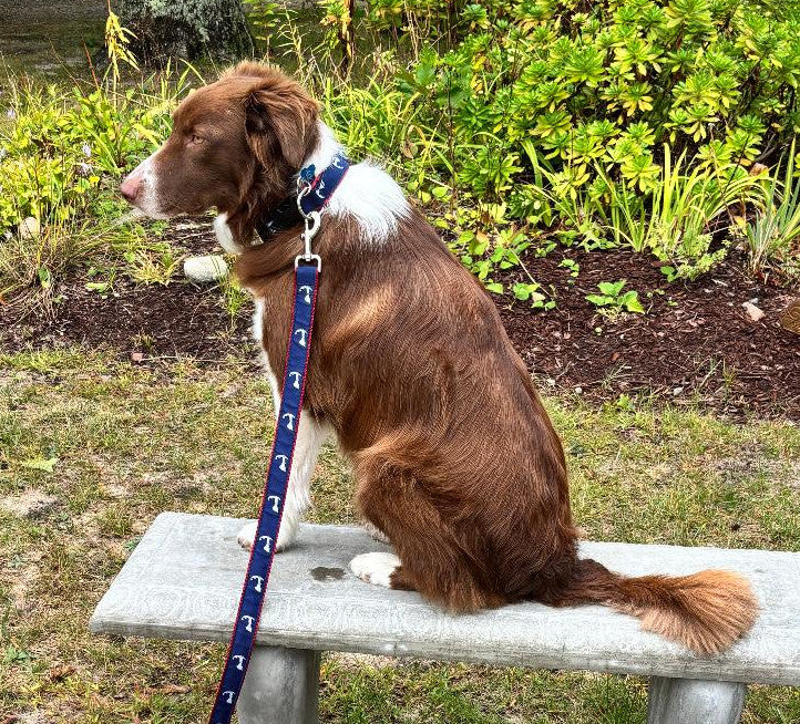 Preston Ribbons "Map of Cape Cod" Collar, Leash or Set